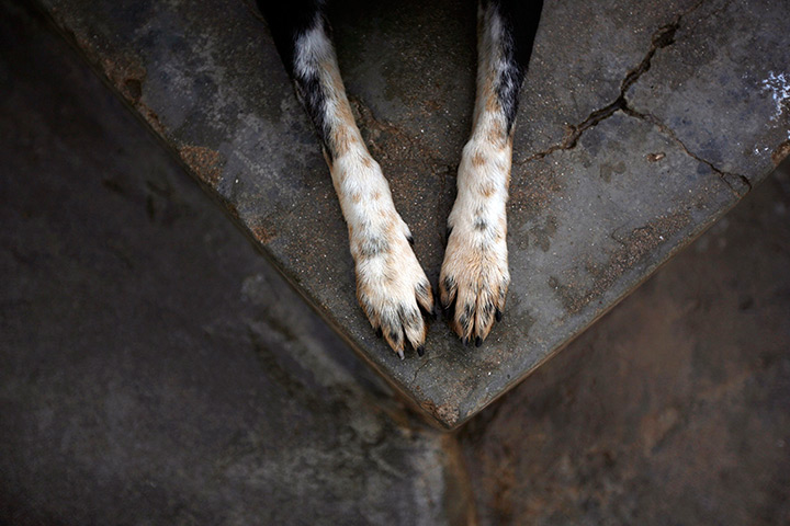 24 hours: Sintra, Portugal: A dog rests at the APCA 