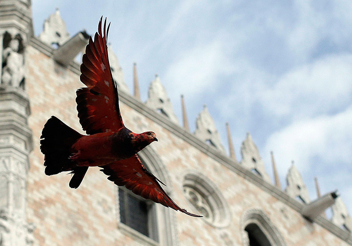 24 hours: Venice, Italy: A red-coloured pigeon takes flight at St. Mark's Square