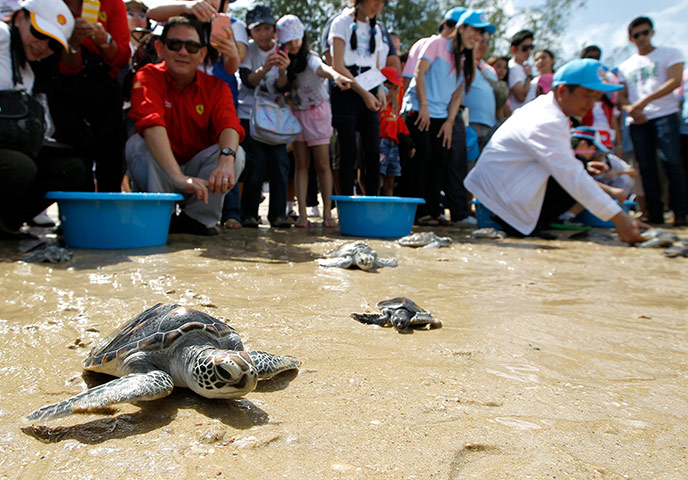 Week in Wildlife: Release endangered species Sea Turtles into the sea