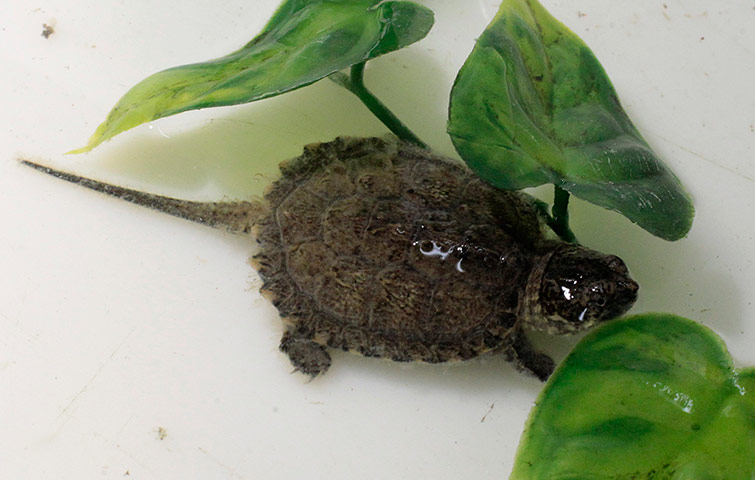 Week in Wildlife: A baby South American snapping turtle 
