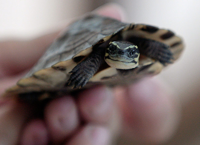 Week in Wildlife: A smuggled Amboina box turtle
