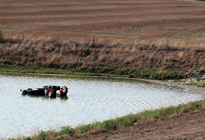 Week in Wildlife: Cattle cool off in a pond by a drought-stricken farm in Oakland City