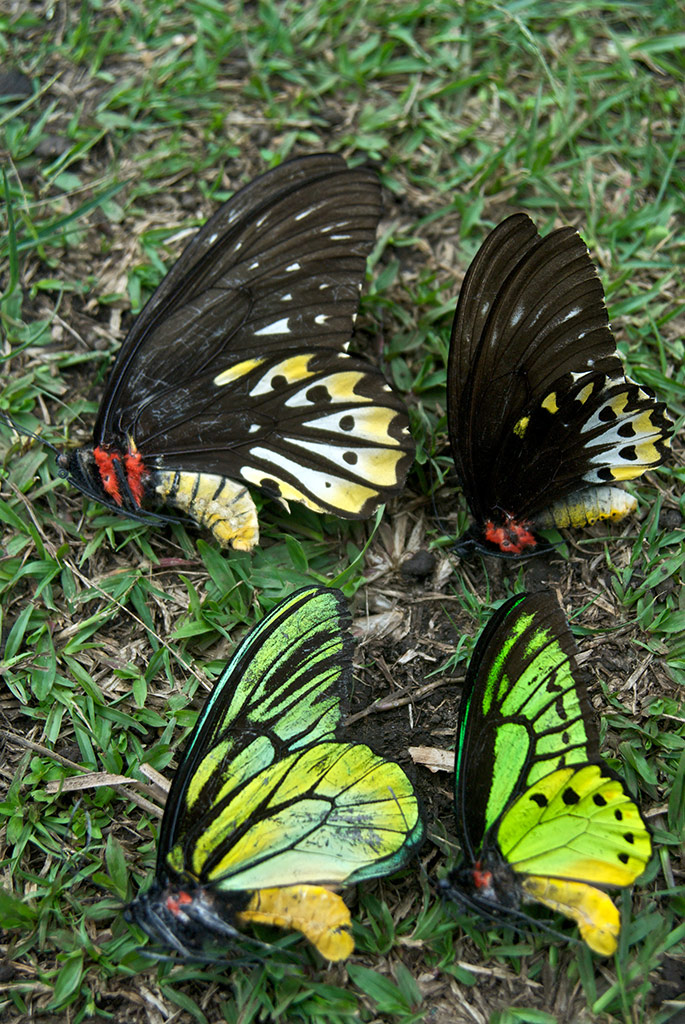 Queen Alexandra's birdwing butterflies