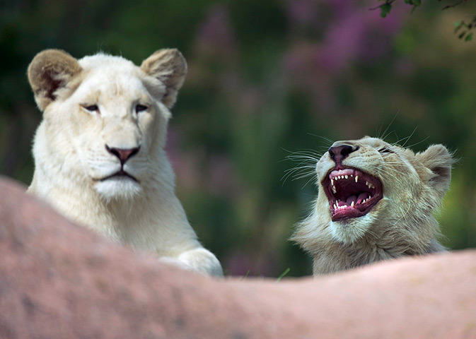 24 hours in pictures: White African lion cubs