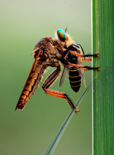 24 hours in pictures: A dragonfly carries a wasp