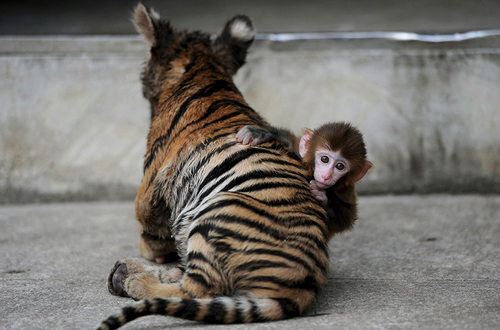 24 hours in pictures: A baby rhesus macaque looks up as it plays with a tiger cub