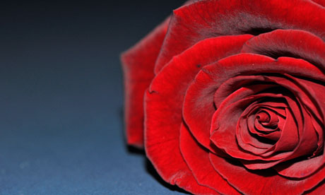 communicating impact rose