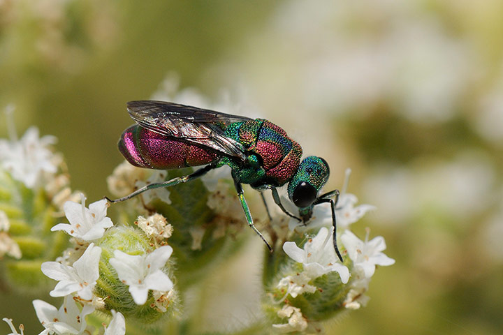 Week in wildlife: New report reveals conservation status of the world   s invertebrates