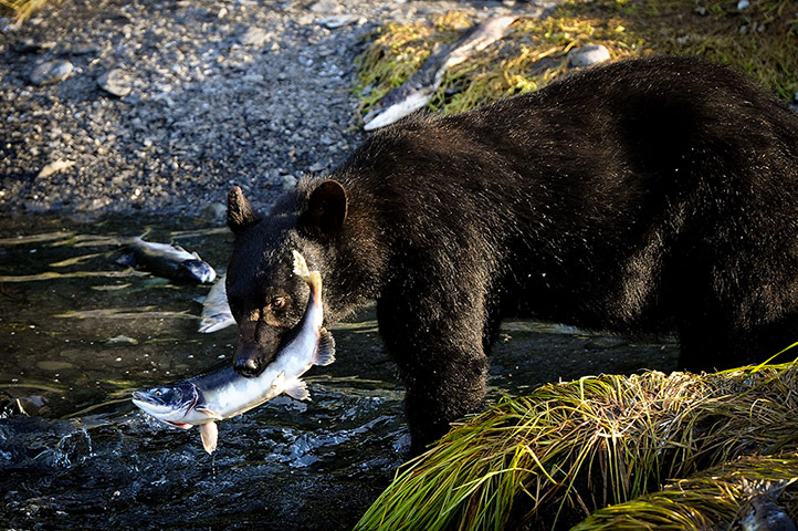 Week in wildlife: US-ALASKA-TOURISM