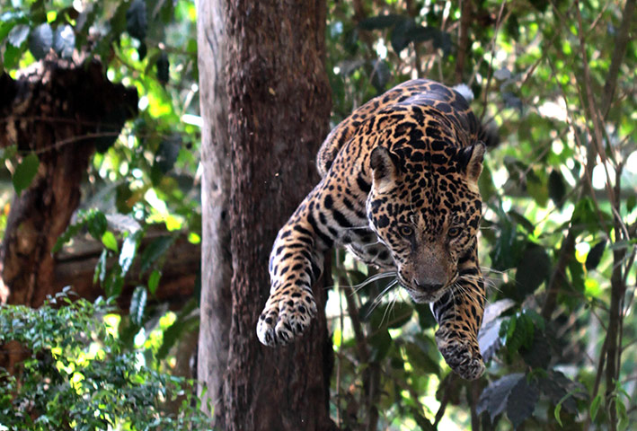 Week in wildlife: Jaguar, jumps from a tree at the NEX Sanctuary for felines in Corumba