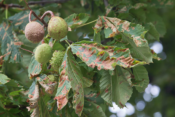 Week in wildlife:  great chestnut trees of Europe are dying