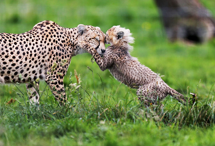 Week in wildlife: Whipsnade Zoo cheetah cubs