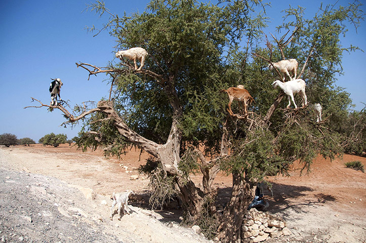 Week in wildlife: goats climbing up an Argan tree 