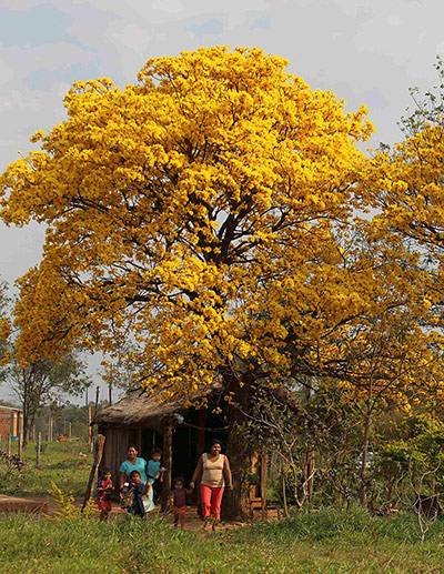 Week in wildlife: a blooming yellow Lapacho tree in Canindeyu, Paraguay's national tree