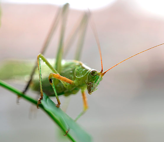 Week in wildlife: Long-horned grasshopper