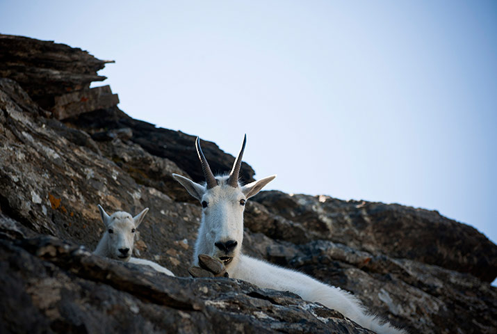 Week in wildlife: US-MONTANA-ENVIRONMENT-GLACIER PARK