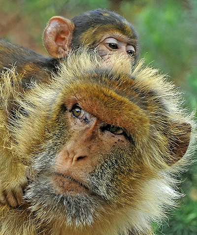 24 hours: A two-month-old Barbary ape baby relaxes on its mother's back
