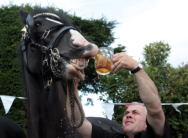 24 hours: Wadworths Brewery Shire Horses Start Their Annual Fortnight Holiday