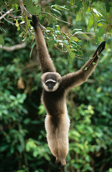 Wildlife Olympics: Monkey Climbing