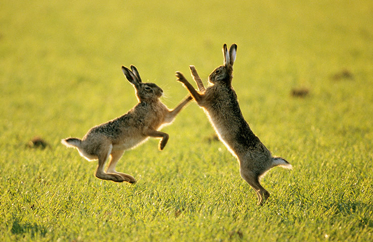 Wildlife Olympics: European Hare (Lepus europaeus) pair sparring, Europe