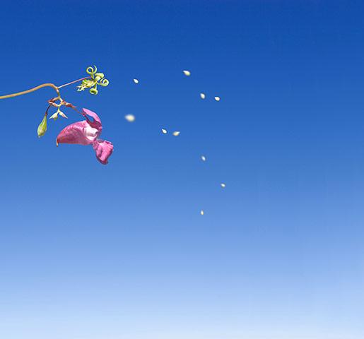 Wildlife Olympics: himalayan balsam Impatiens Glandulifera spreading its seed