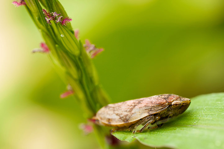 Wildlife Olympics: Common froghopper Philaenus spumarius Brive France