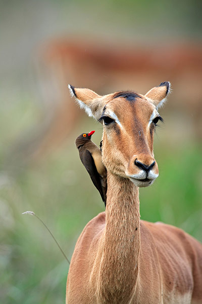Wildlife Olympics: Redbilled Oxpecker (Buphagus erythrorhynchus)