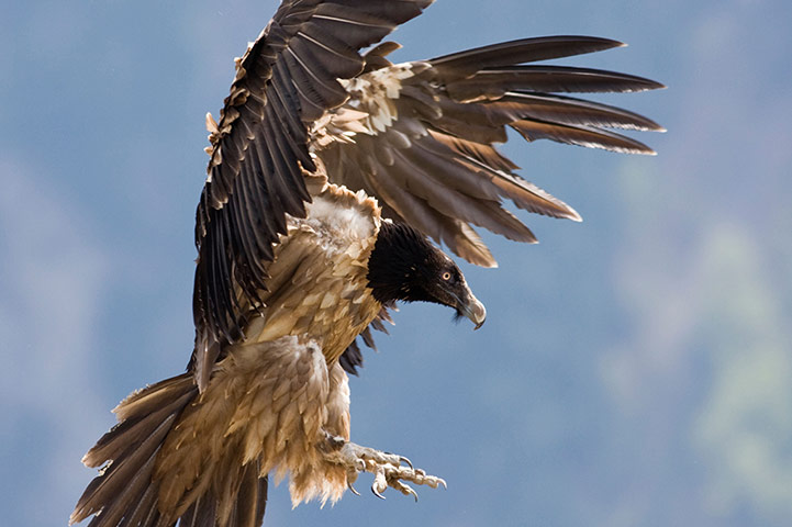 Wildlife Olympics: Lammergeier 