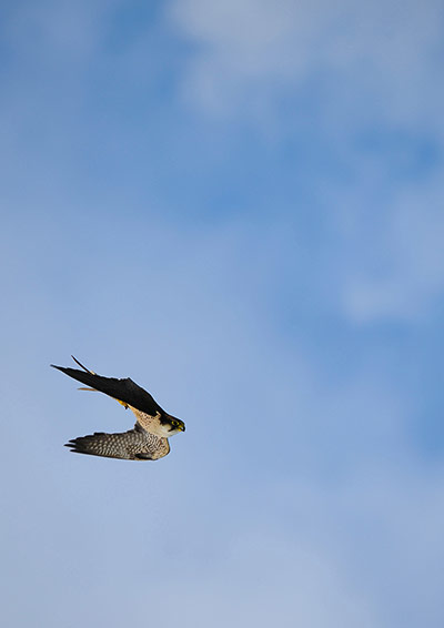 Wildlife Olympics: Peregrine falcon diving against blue cloudy sky