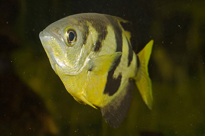 Wildlife Olympics: Smallscale archerfish (Toxotes microlepis)