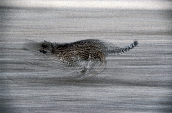 Wildlife Olympics: Cheetah