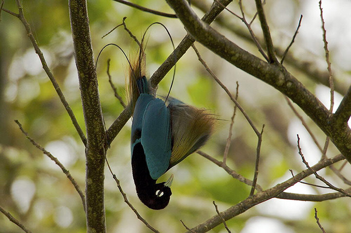 Wildlife Olympics: BLUE BIRD OF PARADISE