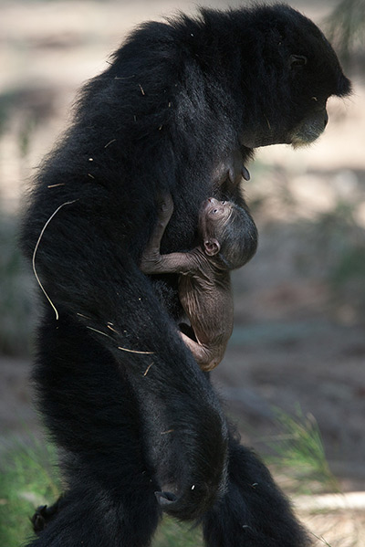 24 hours in pictures: A 7-day-old unnamed Siamang Gibbon is carried by his mother