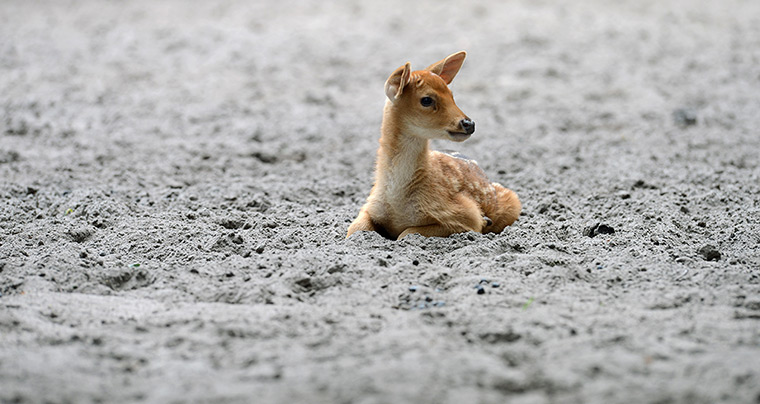 24 hours in pictures: A male Barasingha deer pup rests at the swamp