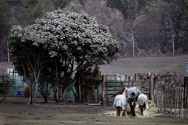 24 hours in pictures: Volcanic ash covers a tree after the eruption of Mount Tongariro