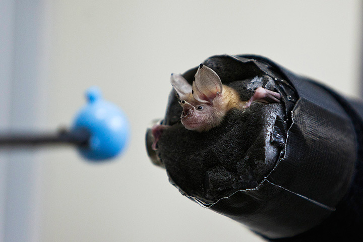 24 hours: Tel Aviv, Israel: A bat is seen in a university laboratory