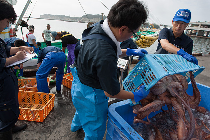 Soma, Japan: Japanese fisherman land their catch of octopus