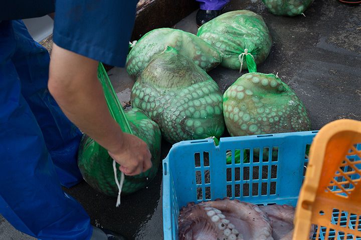 Soma, Japan: Japanese fisherman land their catch of octopus