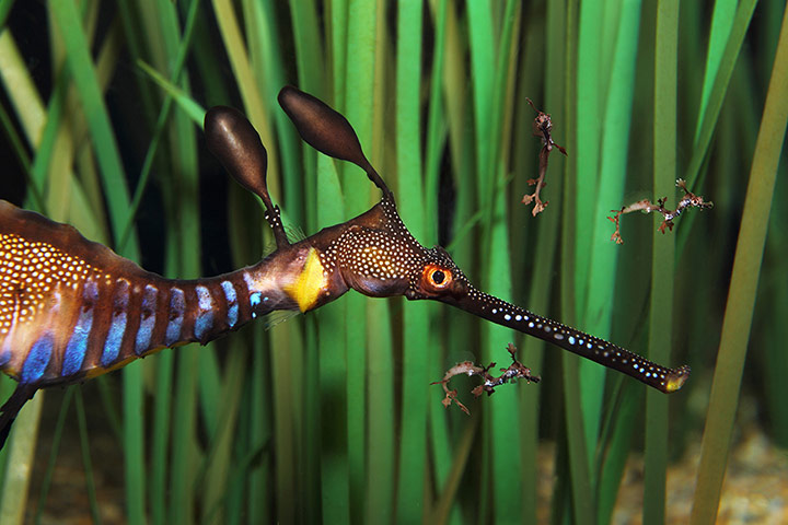 Week in wildlife: A male weedy sea dragon