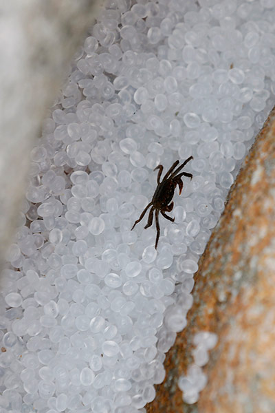 Week in wildlife: A crab walks on plastic pellets washed up on beach in Hong Kong