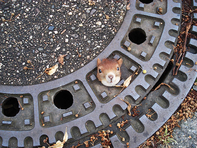 Week in wildlife: A squirrel is trapped in a manhole cover