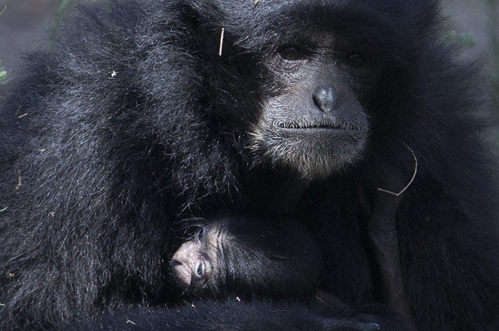 Week in wildlife: New Born Siamang Gibbon In Tel Aviv Zoo