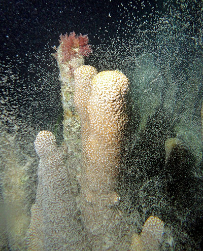 Week in wildlife: Female pillar coral spawning