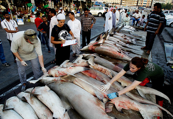 Week in wildlife: Sharks at a fish market in Dubai