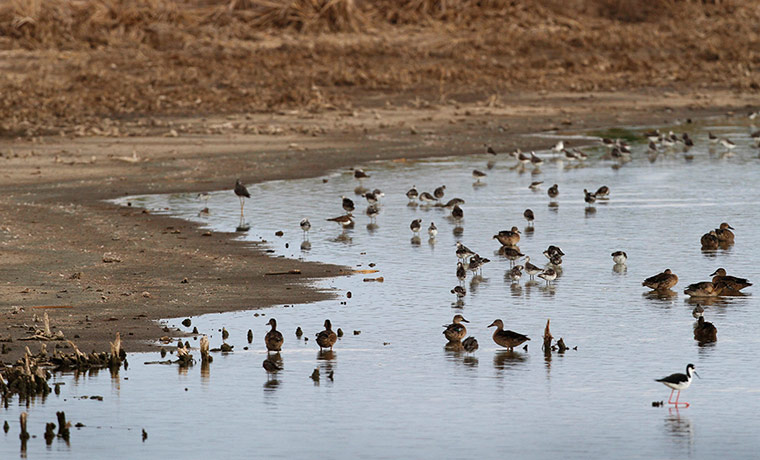 Week in wildlife: Migrating shore birds at the Quivira National Wildlife Refuge
