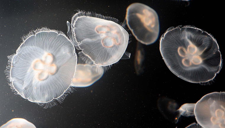 Week in wildlife: Fewer jellyfish 'suggest sound sea'
