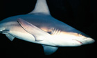 A porbeagle shark