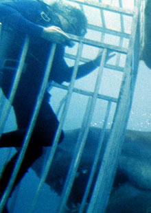 Shark Proof Cage