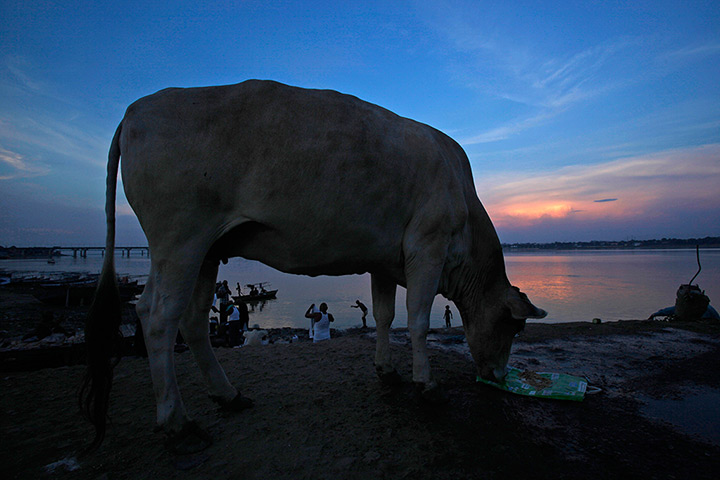24 hours: Allahabad, India: A cow stands on the banks of the river Ganges
