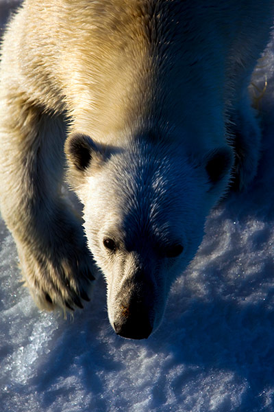 The Cold Edge: Nanuk: Polar Bear, Ursus Maritimus